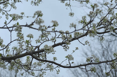 Low angle view of tree branch against sky