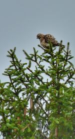 Low angle view of bird perching on tree against sky