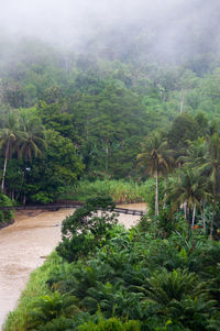 Scenic view of trees in forest