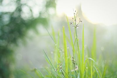 Close-up of fresh plant in field