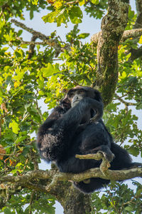 Low angle view of monkey sitting on tree