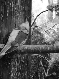 Close-up of bird perching on tree