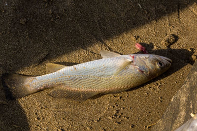 High angle view of fish on beach