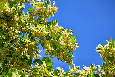 Low angle view of flowering plants against blue sky