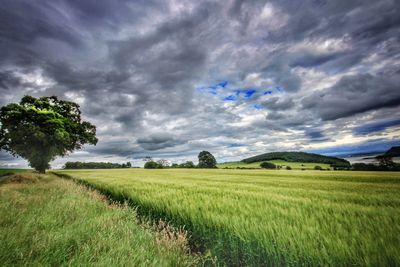 Scenic view of agricultural field against sky