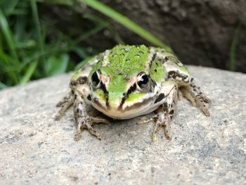 Close-up of lizard