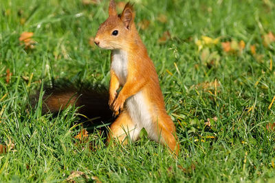 Squirrel on a field