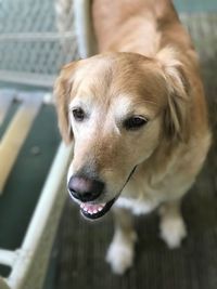 Close-up portrait of dog