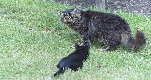 Black cat lying on grass