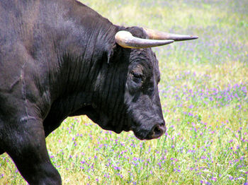 Side view of a bull