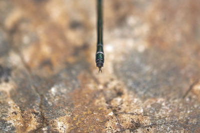 Close-up of insect on rock