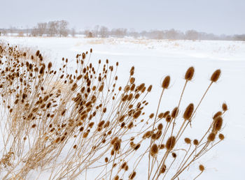 Plants on field against sky during winter