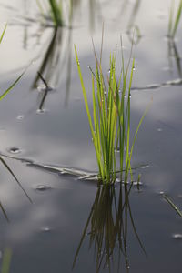 Close-up of grass by lake