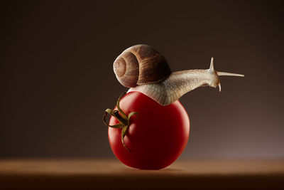 Close-up of snail against black background