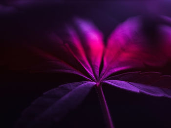 Close-up of purple flowering plant against black background