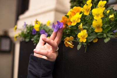 Close-up of hand holding flower