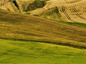 Scenic view of grassy field