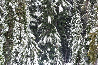 Low angle view of pine tree during winter