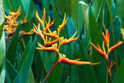 Close-up of flowering plant on field