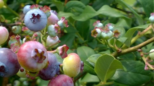 Close-up of plant