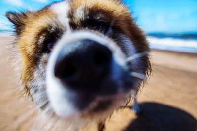 Close-up portrait of a dog