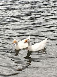 Birds swimming in lake