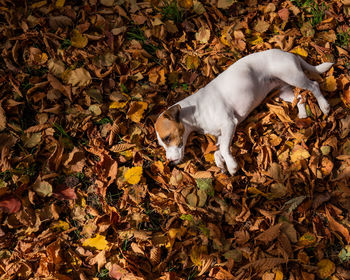 Low section of person with dog