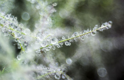 Close-up of water drops on plant