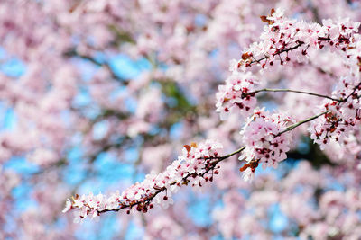 Close-up of pink cherry blossoms in spring