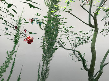 Low angle view of flower tree against sky