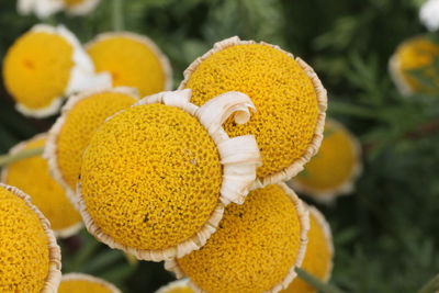 Close-up of yellow flowering plant