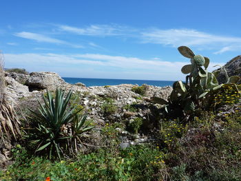 Plants growing by sea against sky