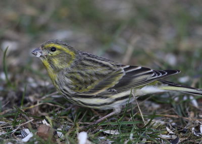 Close-up of a bird perching on a field