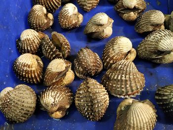 High angle view of shells in sea