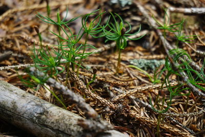 High angle view of plants growing on field