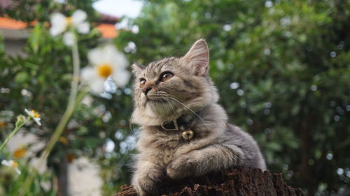 Close-up of a cat looking away