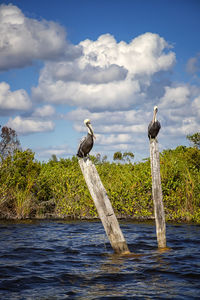 Seagull perching on wooden post in sea against sky