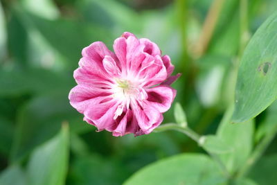 Close-up of pink flowers