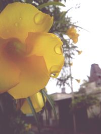 Close up of yellow flowers