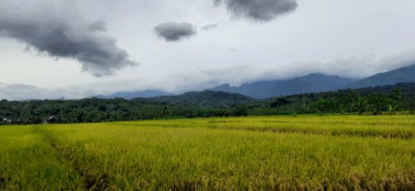 Scenic view of agricultural field against sky