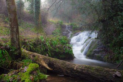 View of waterfall in forest