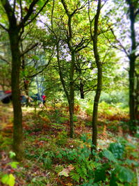 Trees in forest