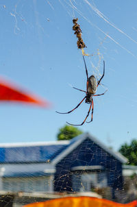 Close-up of spider on web