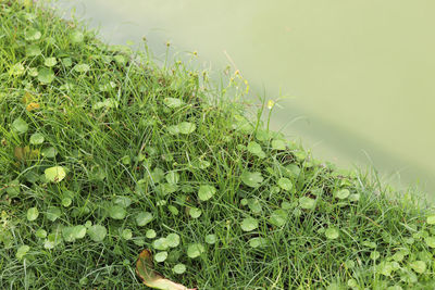 High angle view of plants growing on field