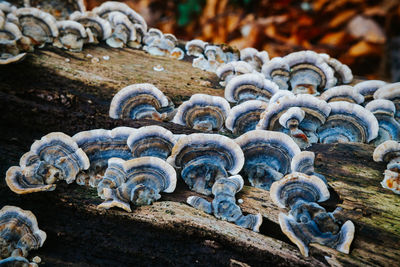 Colorful turkey tail mushrooms on a rotting log in the forest