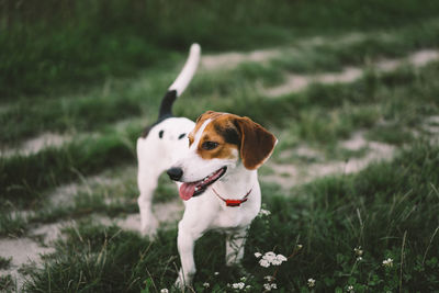 Jack russell terrier plays on grass, close-up.