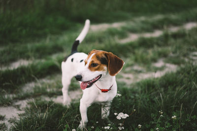 Jack russell terrier plays on grass, close-up.