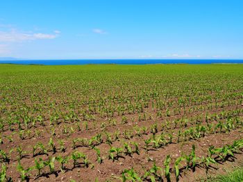 Scenic view of field against blue sky