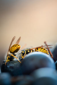 Close-up of insect on grape