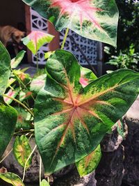 High angle view of maple leaf